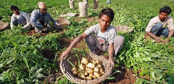 Potato growers Jalandhar threaten action if Indian government doesn&#039;t step in