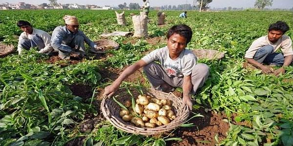 Potato growers Jalandhar threaten action if Indian government doesn&#039;t step in