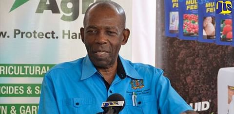 Jamaica anticipates 100% self-sufficiency for table potatoes this year