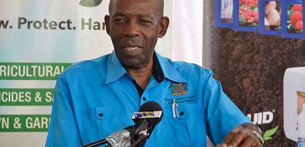 Jamaica anticipates 100% self-sufficiency for table potatoes this year