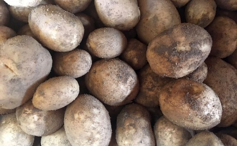 Potatoes grown at James Foskett Farms (Courtesy: SARAH CHAMBERS | EADT)