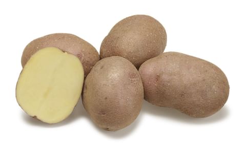 JANICK (PL 13-0304) JANICK (PL 13-0304)