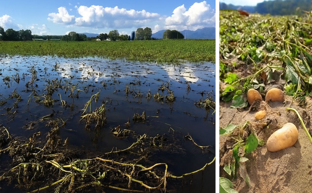 These pictures depict the floods in Hokkaido potato farms (left) and potato losses due to soil runoff and exposure as a result of typhoons striking Japan's largest fresh potato production region in August of 2016.