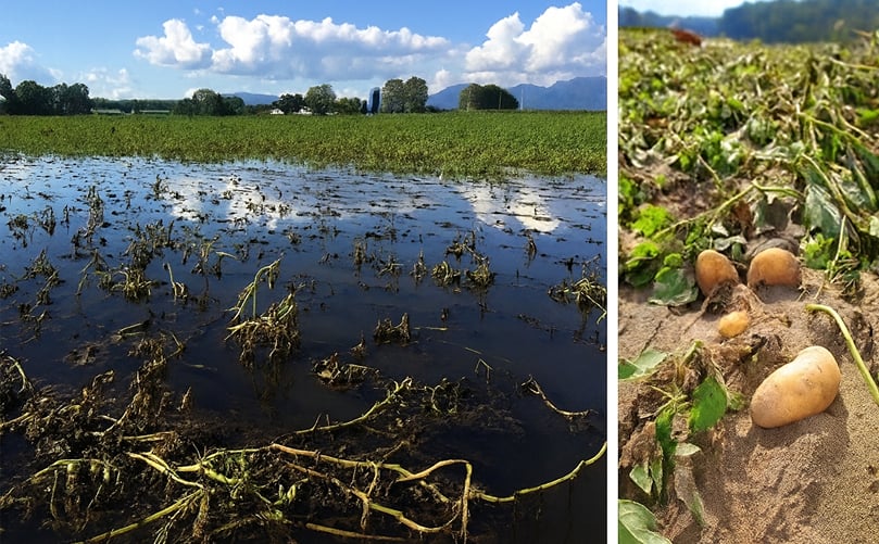 The Hidden Threat: Excess Water in Potato Fields The Hidden Threat: Excess Water in Potato Fields