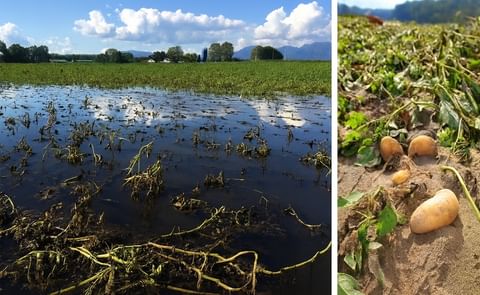 These pictures depict the floods in Hokkaido potato farms (left) and potato losses due to soil runoff and exposure as a result of typhoons striking Japan's largest fresh potato production region in August of 2016. These pictures depict the floods in Hokkaido potato farms (left) and potato losses due to soil runoff and exposure as a result of typhoons striking Japan's largest fresh potato production region in August of 2016.