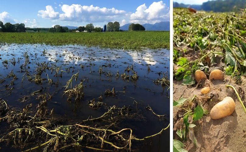 The Hidden Threat: Excess Water in Potato Fields The Hidden Threat: Excess Water in Potato Fields