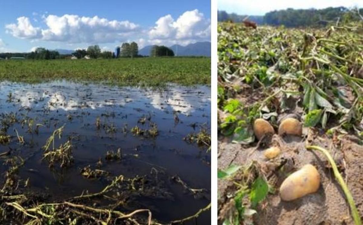 These pictures depict the floods in Hokkaido potato farms (left) and potato losses due to soil runoff and exposure as a result of typhoons striking Japan's largest fresh potato production region in August of 2016.