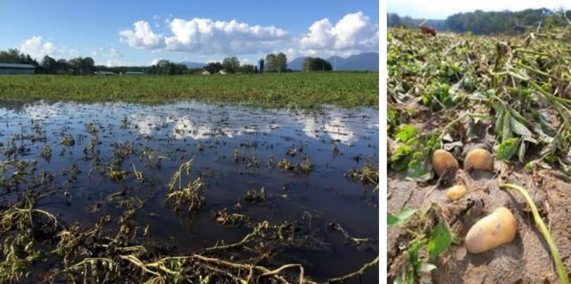 Japan's largest fresh potato production region - Hokkaido - was struck by four typhoons in August of 2016. Approximately 24,000 ha of land received damaging levels of rain and flooding Japan's largest fresh potato production region - Hokkaido - was struck by four typhoons in August of 2016. Approximately 24,000 ha of land received damaging levels of rain and flooding