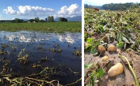These pictures depict the floods in Hokkaido potato farms (left) and potato losses due to soil runoff and exposure as a result of typhoons striking Japan's largest fresh potato production region in August of 2016. These pictures depict the floods in Hokkaido potato farms (left) and potato losses due to soil runoff and exposure as a result of typhoons striking Japan's largest fresh potato production region in August of 2016.