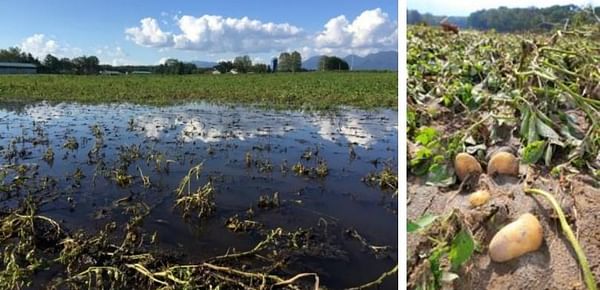 USDA: Summer Typhoons Reduce Japanese Potato Production