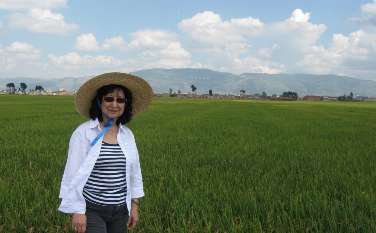 Professor Jenifer Huang McBeath is pictured in a rice field in China. Professor Jenifer Huang McBeath is pictured in a rice field in China.