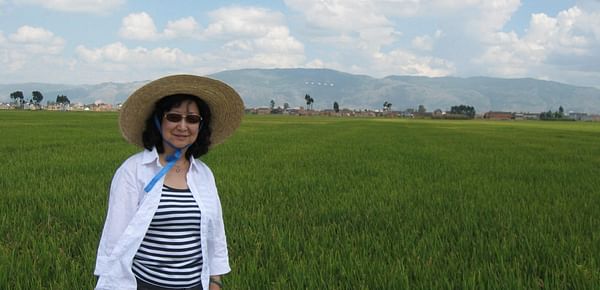 Professor Jenifer Huang McBeath is pictured in a rice field in China.