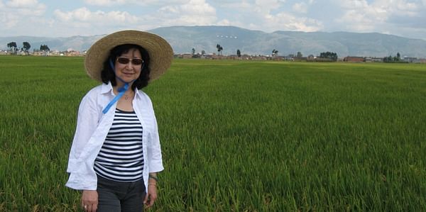 Professor Jenifer Huang McBeath is pictured in a rice field in China.