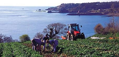 Machinery ends Jersey Royal potato tradition