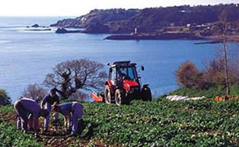 Machinery ends Jersey Royal potato tradition Machinery ends Jersey Royal potato tradition