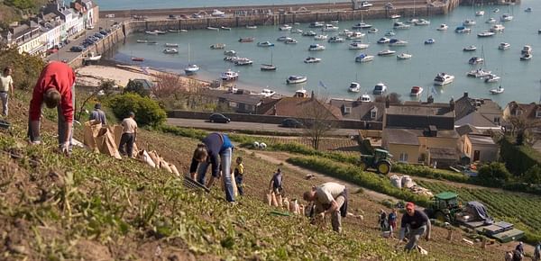 Brexit could lead to shortage of EU workers for harvest of Jersey Royal Potatoes