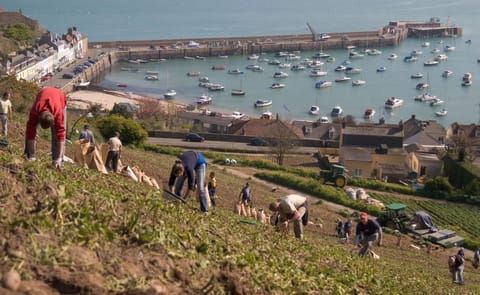 Producing early potatoes on much of Jersey is very labour intensive as they are planted on slopes known as côtils.
They have to be hand-lifted because of the steepness of the inclines and mechanical harvesters used only for the later, flatter fields. Producing early potatoes on much of Jersey is very labour intensive as they are planted on slopes known as côtils.
They have to be hand-lifted because of the steepness of the inclines and mechanical harvesters used only for the later, flatter fields.