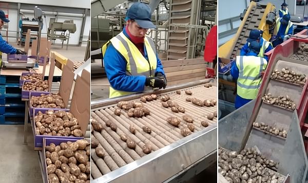 First Jersey Royals arrive in the United Kingdom 