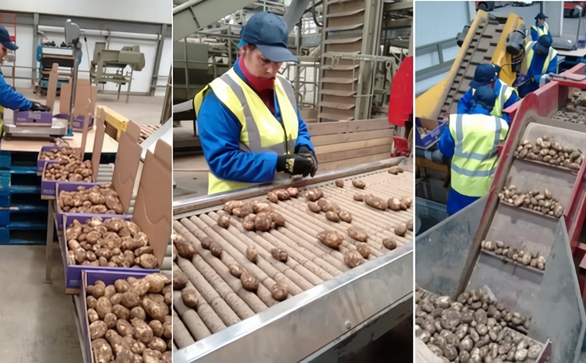 First Jersey Royals arrive in the United Kingdom First Jersey Royals arrive in the United Kingdom