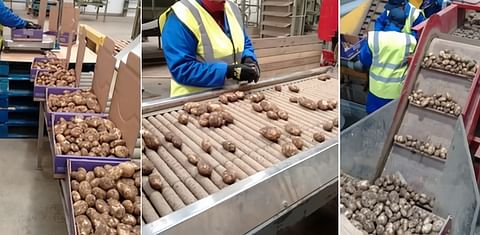 First Jersey Royals arrive in the United Kingdom 