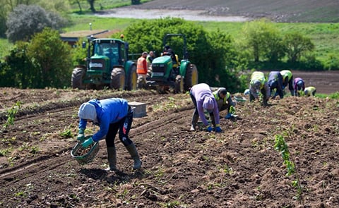 Lifting potatoes near Les Varines (Courtesy: Rob Currie) Lifting potatoes near Les Varines (Courtesy: Rob Currie)