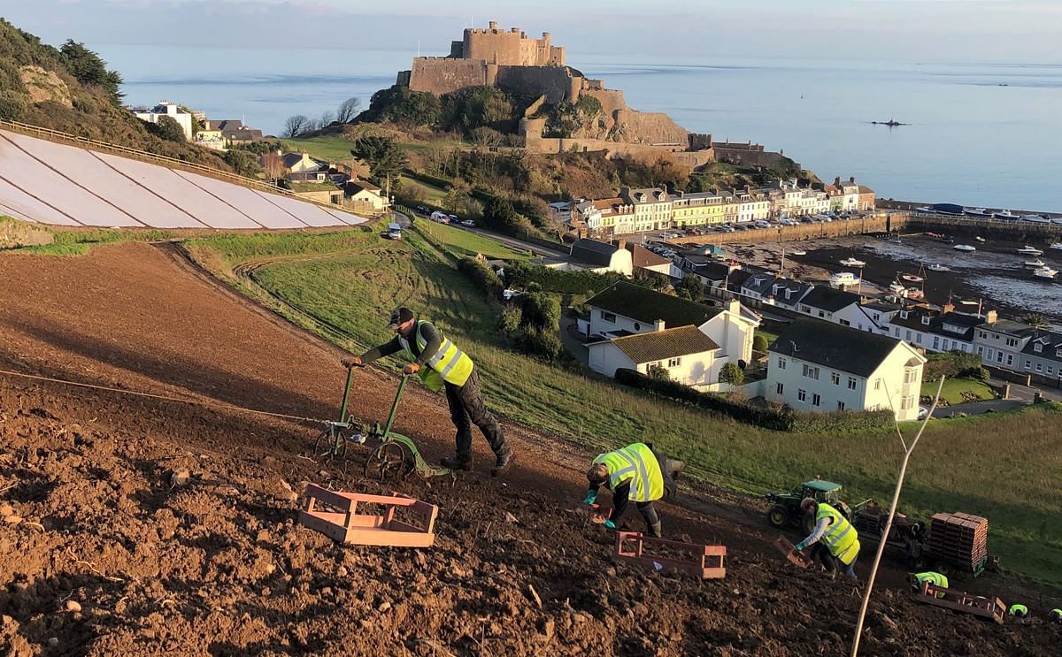 Planting in Gorey