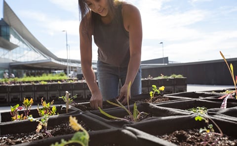The T5 Farm -- a blue potato farm and produce garden at Terminal 5 (T5) at New York's John F. Kennedy International Airport. An experiment in 'farm-to-air' innovation, the farm will promote New York agriculture and enhance the JetBlue customer experience The T5 Farm -- a blue potato farm and produce garden at Terminal 5 (T5) at New York's John F. Kennedy International Airport. An experiment in 'farm-to-air' innovation, the farm will promote New York agriculture and enhance the JetBlue customer experience