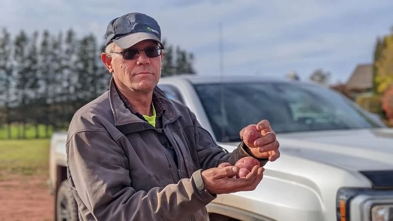 John Visser de Victoria Potato Farm cultivó alrededor de medio acre de la variedad Red Fox en uno de sus campos en Victoria cerca del mar.