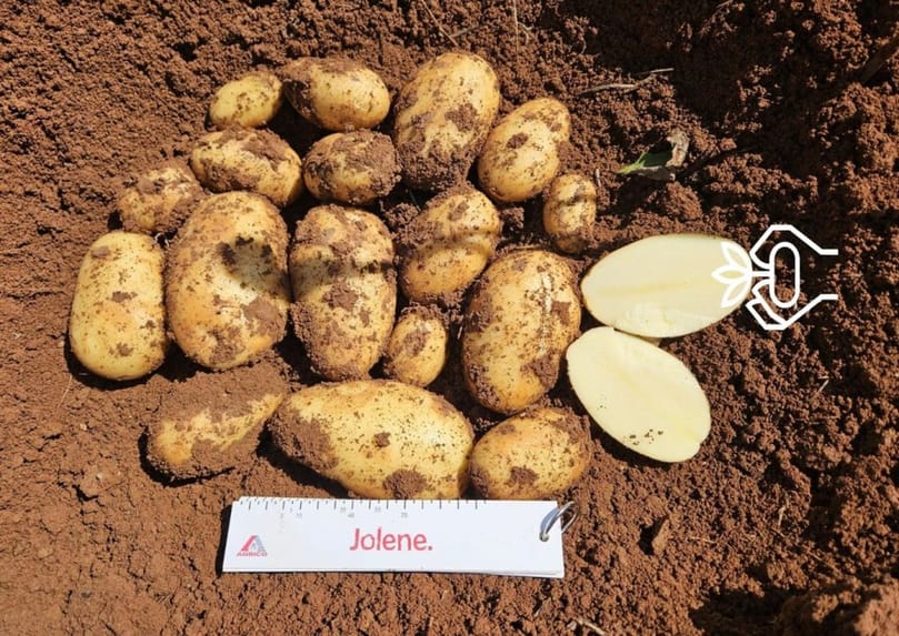 The Jolene potato variety displayed strong tuber size, uniformity, and quality during Agrico's field assessments in Cyprus. The Jolene potato variety displayed strong tuber size, uniformity, and quality during Agrico's field assessments in Cyprus.