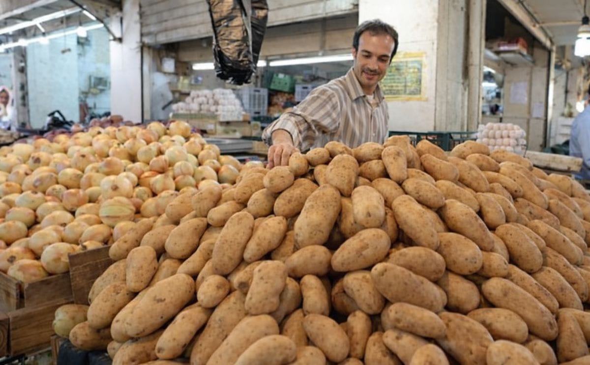 The potato market in Jordan needs a daily amount of 400 ton according to an official (Courtesy: Jordan Times; Osama Aqarbeh)