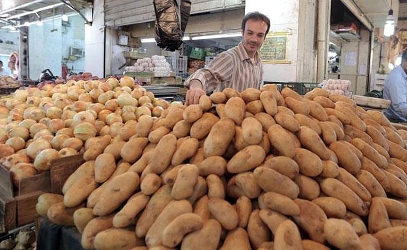 The potato market in Jordan needs a daily amount of 400 ton according to an official (Courtesy:  Jordan Times; Osama Aqarbeh)