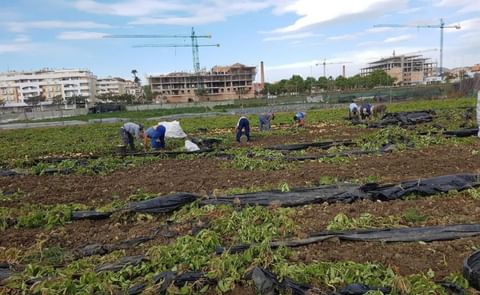 La recolección en la Axarquía, que es la primera comarca en iniciar la cosecha, se desarrolla con normalidad y sin falta de mano de obra. La recolección en la Axarquía, que es la primera comarca en iniciar la cosecha, se desarrolla con normalidad y sin falta de mano de obra.
