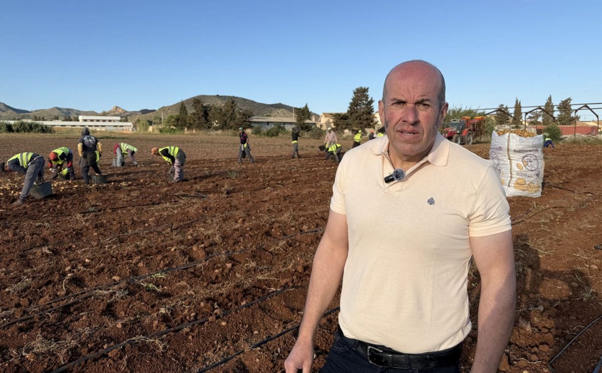 José Beltrán destaca la resiliencia y la alta calidad de la patata temprana Soprano del Campo de Cartagena