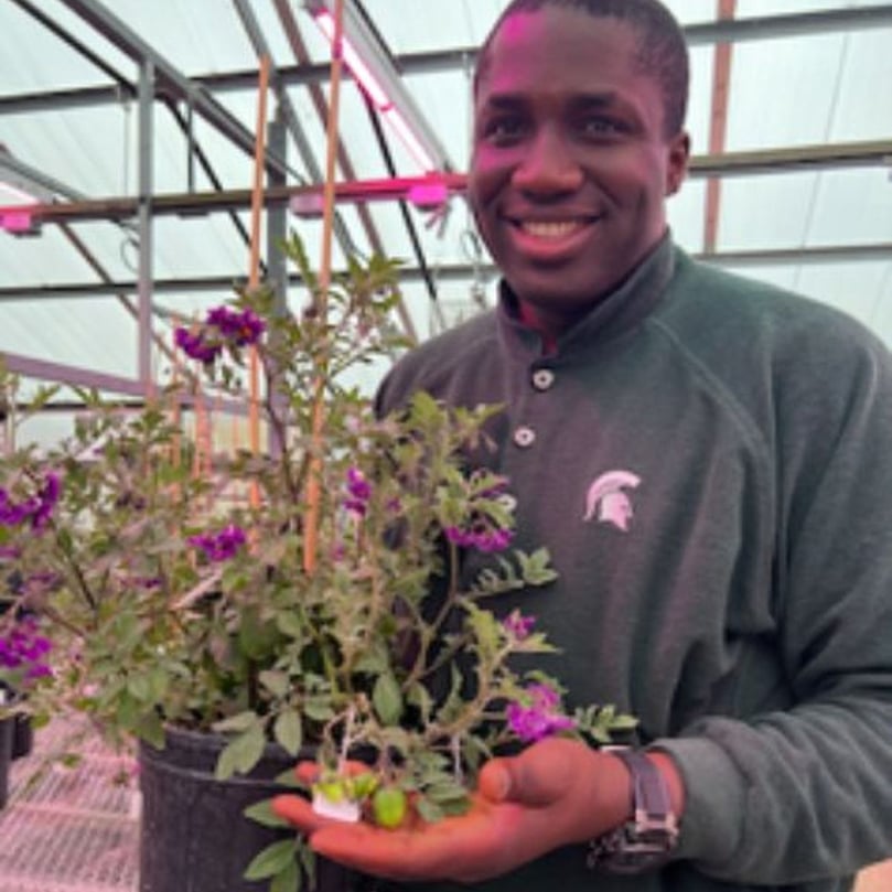 Joseph Ifeanyi Ulasi showcases a diploid potato plant from his research on boosting late blight resistance at MSU. Joseph Ifeanyi Ulasi showcases a diploid potato plant from his research on boosting late blight resistance at MSU.
