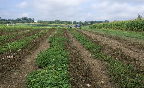 Innate Generation 2 potatoes survive in field infected with late blight at Michigan State University (Courtesy: J.R. Simplot) Innate Generation 2 potatoes survive in field infected with late blight at Michigan State University (Courtesy: J.R. Simplot)