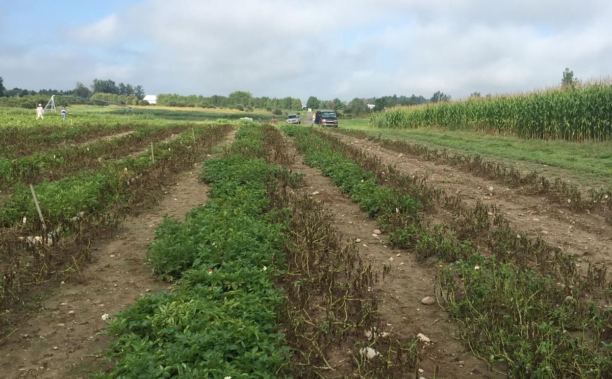 Innate Generation 2 potatoes survive in field infected with late blight at Michigan State University (Courtesy: J.R. Simplot)