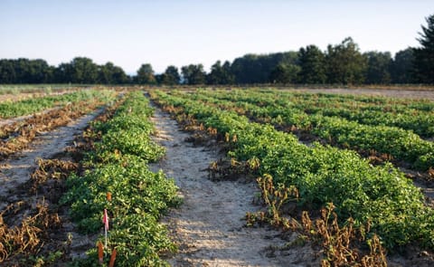 Innate® late blight resistance demonstrated at Michigan State University, 2013 (Courtesy: J.R. Simplot Company) Innate® late blight resistance demonstrated at Michigan State University, 2013 (Courtesy: J.R. Simplot Company)