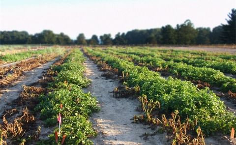 Innate® late blight resistance demonstrated at Michigan State University, 2013 (Courtesy: J.R. Simplot Company) Innate® late blight resistance demonstrated at Michigan State University, 2013 (Courtesy: J.R. Simplot Company)