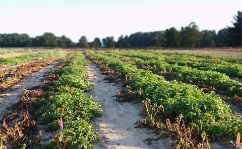 Innate® late blight resistance demonstrated at Michigan State University, 2013 (Courtesy: J.R. Simplot Company)