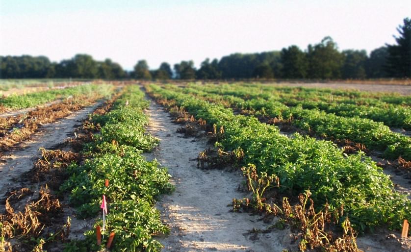 Innate® late blight resistance demonstrated at Michigan State University, 2013 (Courtesy: J.R. Simplot Company)
