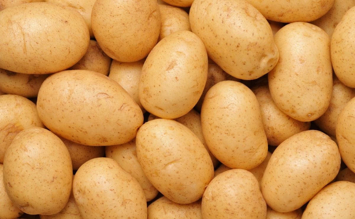 Juez prohíbe la comercialización de papa de EE.UU a México Juez prohíbe la comercialización de papa de EE.UU a México