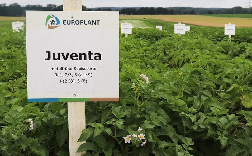 EUROPLANT's JUVENTA table potato variety, successfully introduced to the Finnish market and performing well under difficult growing conditions EUROPLANT's JUVENTA table potato variety, successfully introduced to the Finnish market and performing well under difficult growing conditions