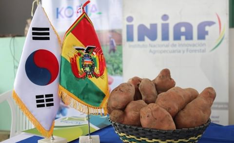 Iniaf y Kopia entregan semilla y fertilizante para impulsar la producción de papa en Santa Cruz. Iniaf y Kopia entregan semilla y fertilizante para impulsar la producción de papa en Santa Cruz.