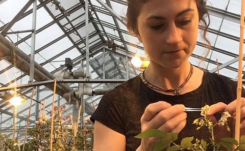 Study author Natalie Kaiser crossbreeding potatoes that have strong Colorado potato beetle resistance to potatoes with good tuber production in the greenhouse. She is using small forceps to select the male part of the flower, the anthers. Credit: Natalie 