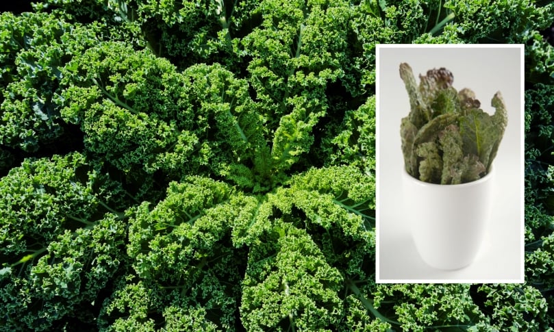 Kale: a different snack, not so different equipment... Kale: a different snack, not so different equipment...