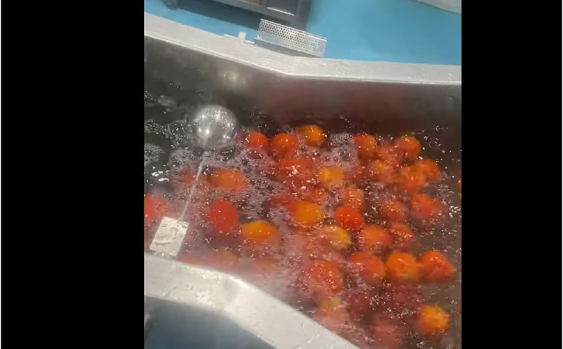 Boiled Tomato Cooling, Transfer and Inspection System Boiled Tomato Cooling, Transfer and Inspection System