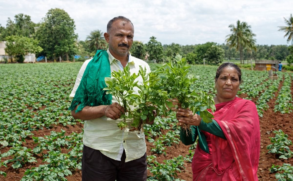 Potato Growers in Hassan losing hope of good returns as lack of rain results in poor germination Potato Growers in Hassan losing hope of good returns as lack of rain results in poor germination