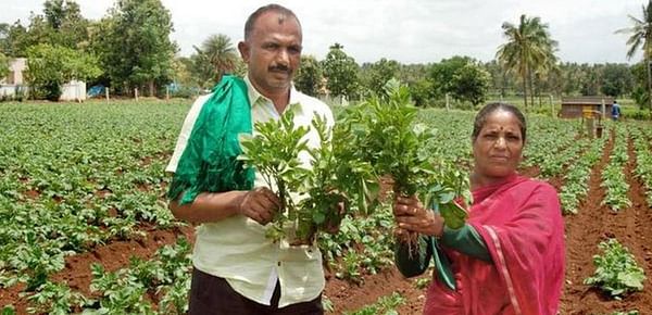 Potato Growers in Hassan losing hope of good returns as lack of rain results in poor germination
