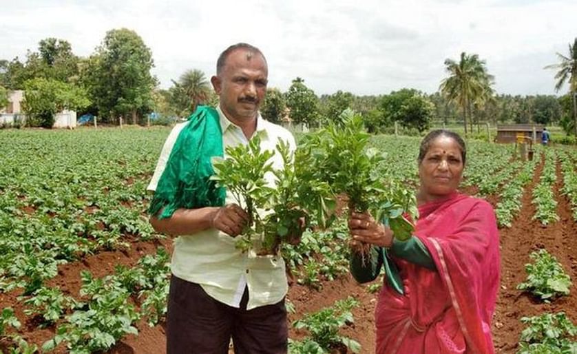 Grim situation: Potato Growers showing their crop near Shantigrama in Hassan District, Karnataka, India.  