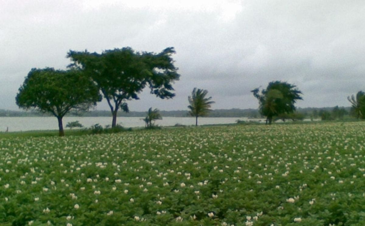Potato Field in the Indian State Karnataka